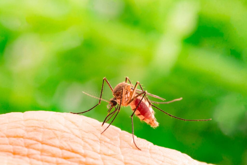 Zioła, które skutecznie odstraszają komary