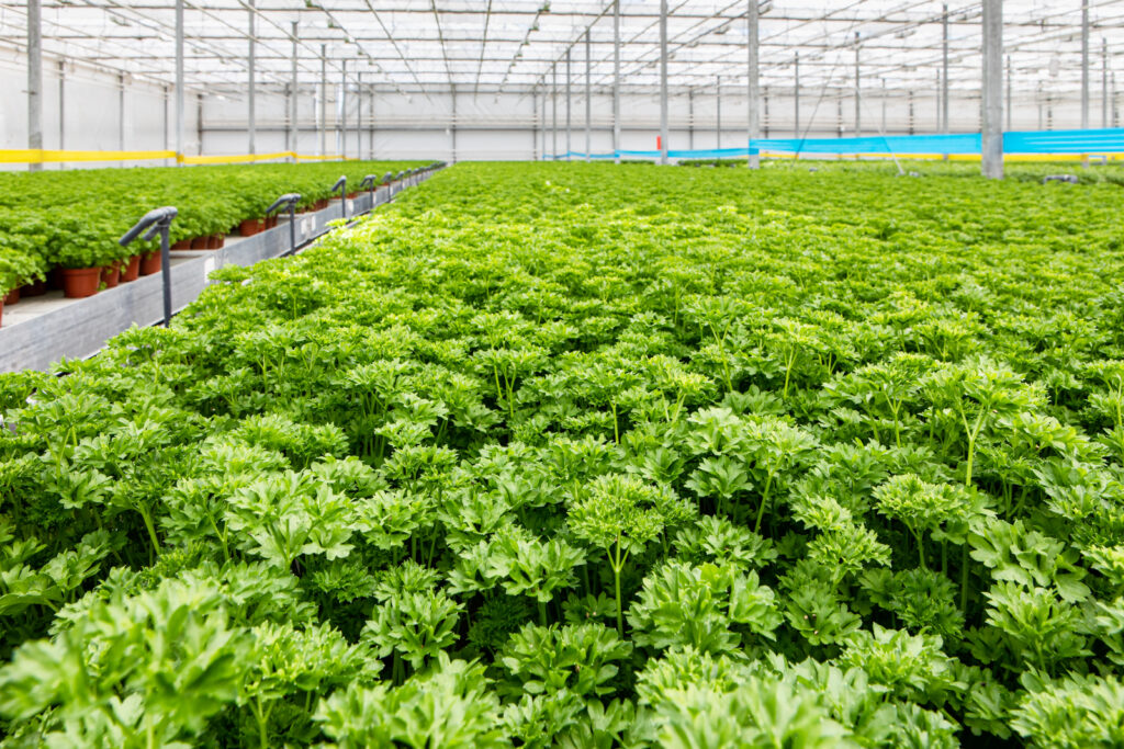 Jak dbać o zioła doniczkowe bez pestycydów?